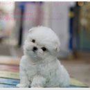 유어펫 강아지분양 고양이분양 본점 이미지