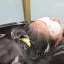포레스트휴 | 성수동 두피 탈모관리 포레스트휴에서 제대로 관리 받은 후기