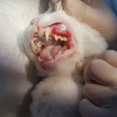 진천동물병원 네이버블로그