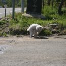 육십령식당 Daum카페