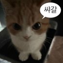 시윤상사 | 유월 일상 (출근해야겟지 ..)