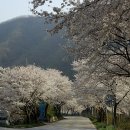 백운면 벚꽃길 이미지