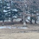 강원사슴목장 이미지