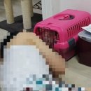 광적동물병원