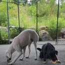 뽀더독(FORTHEDOG) 이미지