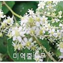 발열·부종에 쓰는 미역줄나무 도움 관절염·퇴행성 질환 관련 연구 계속 이미지