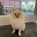 딩펫 펫살롱 보람점 | 우리 아이 인생 미용, 어디서 찾을까?