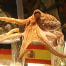 진위운수 | 예언가는 탄생할 수 밖에 없다 (점 보러 가기 전 알아야 할 심리학)