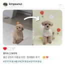 멍데렐라 네이버블로그