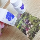 뉴황금 | 노화 방지 영양제 뉴벨라 NMN 레스베라트롤 섭취 후기 ✨