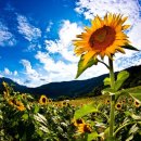 해바라기 이미지