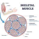 바디메이트 짐 이미지