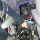 펫택시펫카 이미지