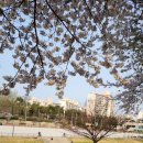 우이천변2(덕수교) | 만개(滿開)한 우이천(牛耳川)의 벚꽃