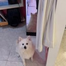 블링진 이미지