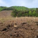 수림자원 이미지