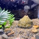 황소카인테리어 | 포천 실내체험 포프곤충테마파크 아이랑 가볼만한곳 체험과 놀거리 가득한 카페