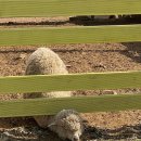 상우목장 이미지