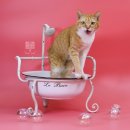 조양래 동물의료센터 이미지