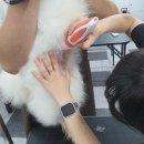 하리애견 이미지