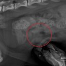 돌봄동물메디컬클리닉 이미지