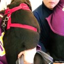 로제펫샵 이미지