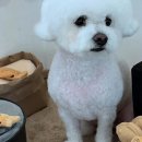 뽀송뽀송 애견미용 이미지