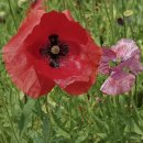 서일 농장 이미지