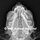 청주지웰동물병원 이미지