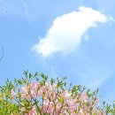 23. 5.11.가평 서리산 산철쭉,잣향기 푸른숲. 이미지