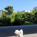 행복한요나네 이미지