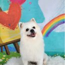 포미펫샵 이미지