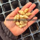 영조농장 이미지