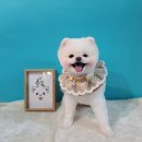 쇼독(Show dog) 이미지