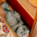 이쁘냥 고양이 미용실 이미지