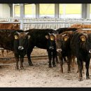 애환한우 이미지