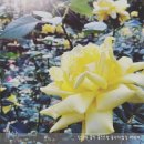 장미원 (산림욕장) 이미지