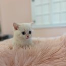 야옹아 멍멍해봐(신대점) 이미지