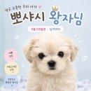 퍼피루미 네이버블로그