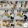 도그레스트
