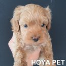 파주운정강아지분양 호야펫 이미지