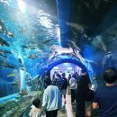 충북 | [공지] [아이랑여행] 관람료 무료인 충북아쿠아리움 탐방후기