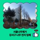 마곡수명검도관 | 서울나무제거 강서구 나무 전지 업체