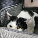 솜이랑 | 솜이랑 병원 다녀온 후기🐱 새로운 병원 완전 만족!