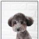 미드미 동물의료센터 이미지