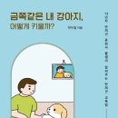 내강아지 이미지