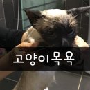 나른한 오후의 목욕 이미지