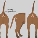 Dr.오즈동물병원 이미지