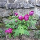 모란모란 이미지