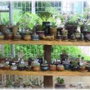 행복한 꽃 이미지